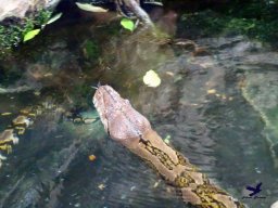 Haus des Meeres 4.02.2026